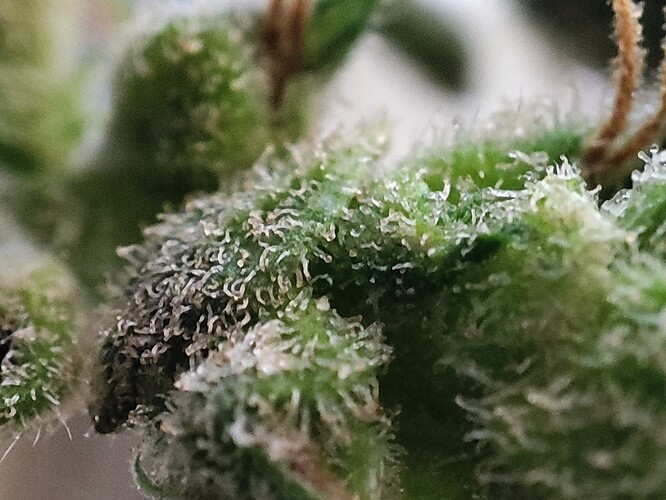 Growreport Bild 45