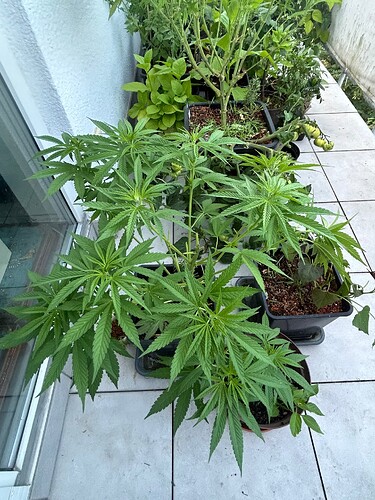 Growreport Bild 11