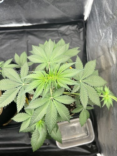 Growreport Bild 2