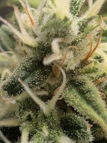 Growreport Bild 7