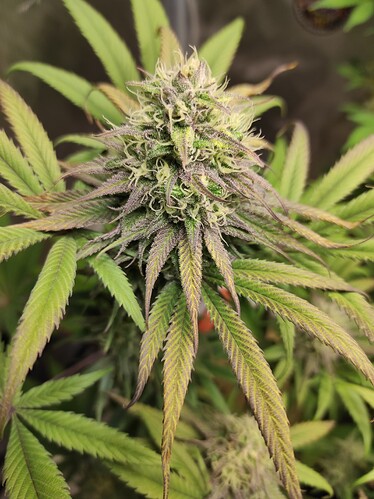 Growreport Bild 6