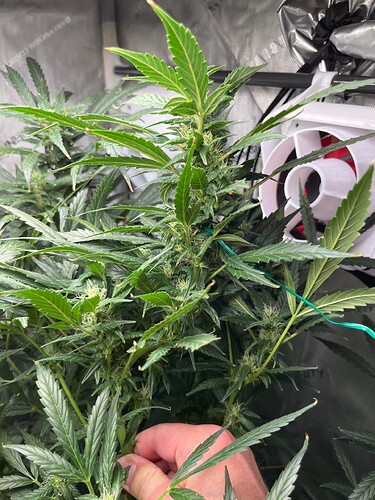 Growreport Bild 9