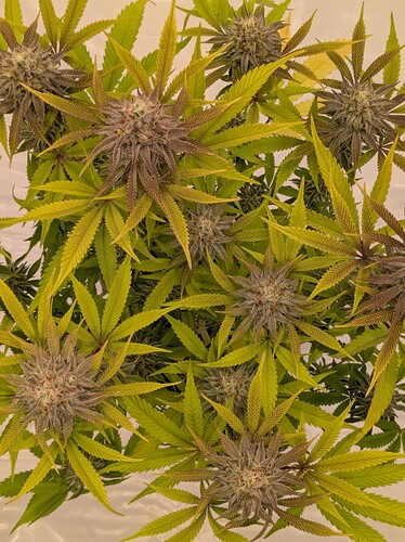 PXL_20240706_155933085