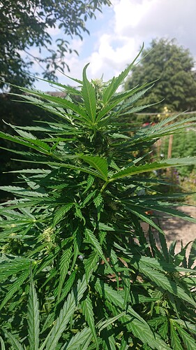 Growreport Bild 88