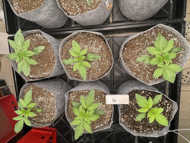 Growreport Bild 9