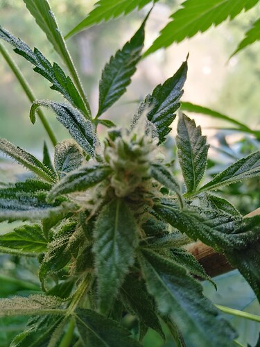 Growreport Bild 1