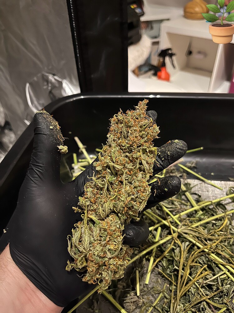 Grow Nr.2 - mixed plants - try to make it even better [420]