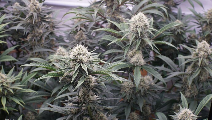 Growreport Bild 1