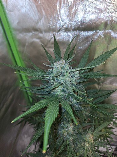 Growreport Bild 7