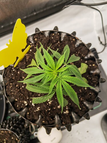 Growreport Bild 15