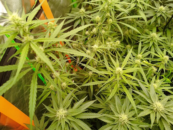 Mehrere Cannabis-Pflanzen in der Blütephase, mit sichtbaren Blütenansätzen und dichtem Blattwerk.