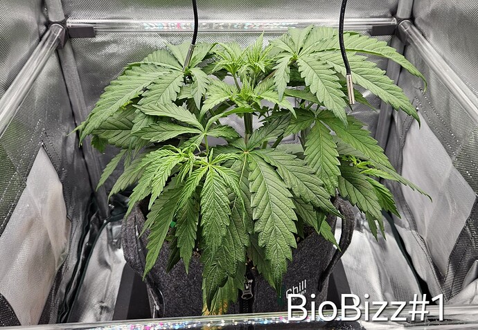 Growreport Bild 33