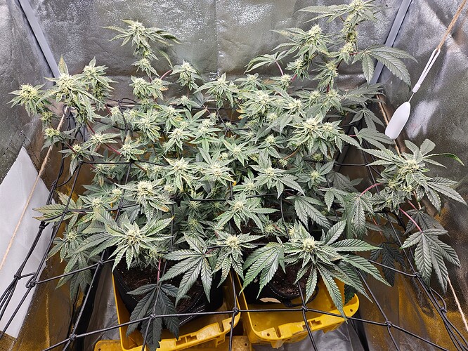 Growreport Bild 6
