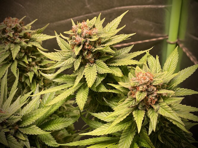 Growreport Bild 7