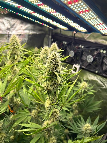 Growreport Bild 3