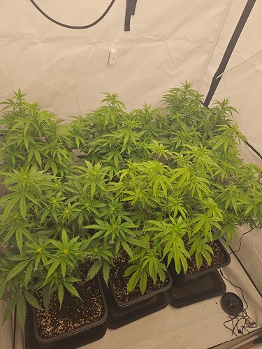 Growreport Bild 4