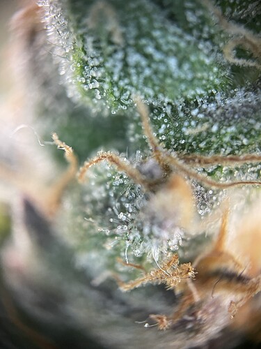 Growreport Bild 33