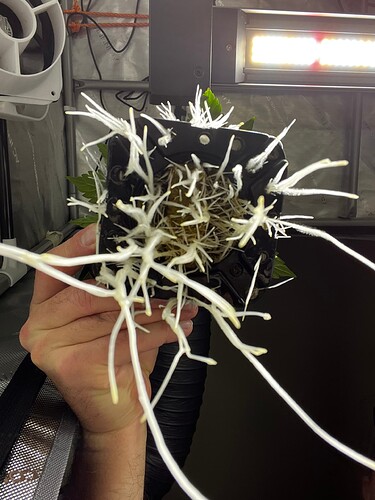 Early_Thai_Skunk_Wurzeln_VT7