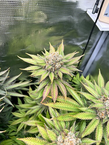 Nahaufnahme eines Cannabis-Buds in der späten Blütephase mit herbstlicher Blattverfärbung in einem Growzelt.