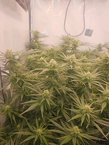 Growreport Bild 9