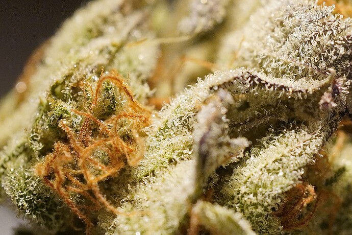 Growreport Bild 5