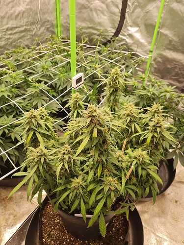 Growreport Bild 30