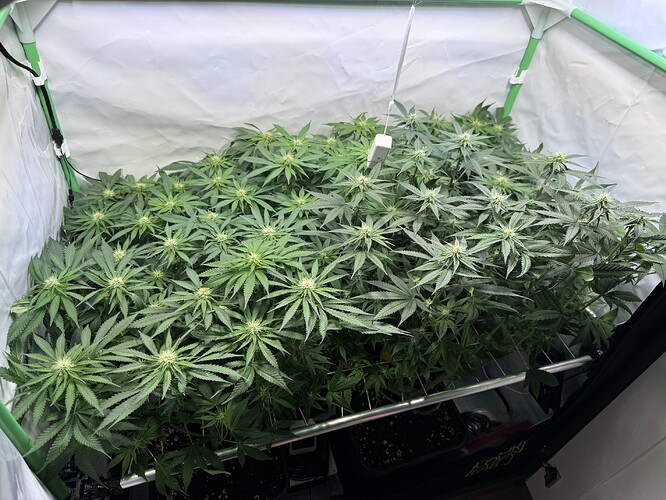 Growreport Bild 1