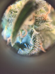 Growreport Bild 7