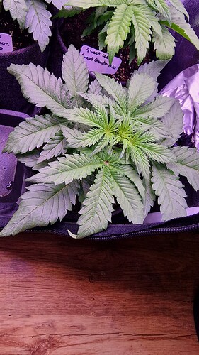 19.04. Skywalker OG Runtz