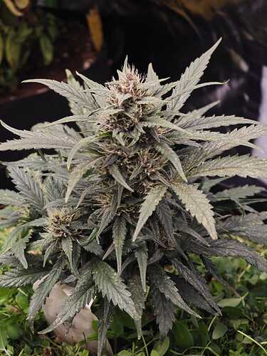 Growreport Bild 9