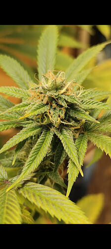 Screenshot_2026-02-28-13-23-25-838_com.miui.mediaviewer