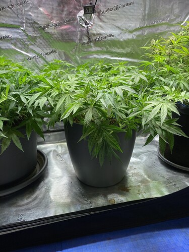 Growreport Bild 59