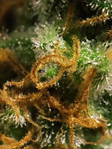 Growreport Bild 35