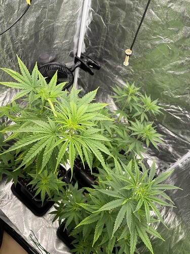 Growreport Bild 2