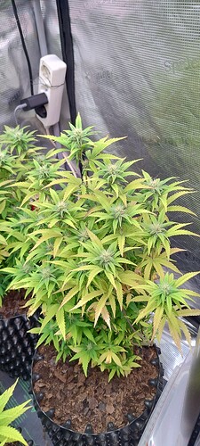IMG_20251125_204730470_HDR