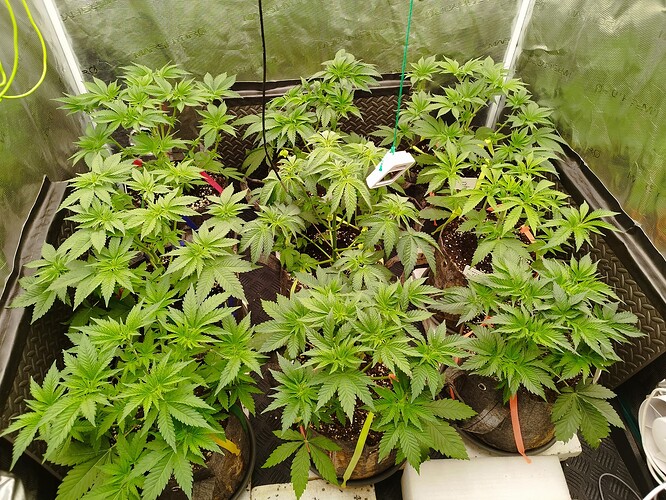 Growreport Bild 11