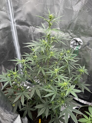 Growreport Bild 21