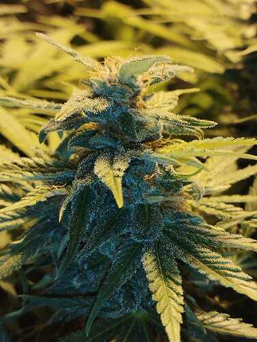 Growreport Bild 2