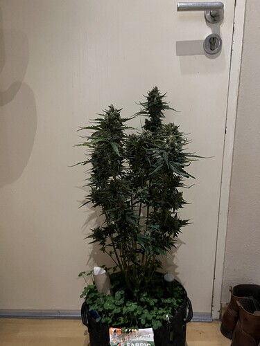 Growreport Bild 11