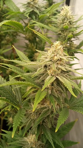 Growreport Bild 10