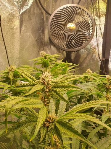 Growreport Bild 5