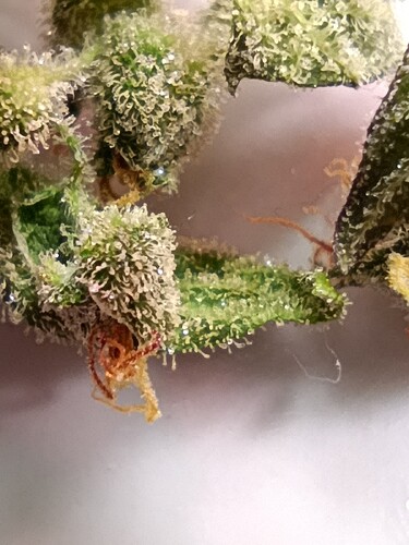 Growreport Bild 19