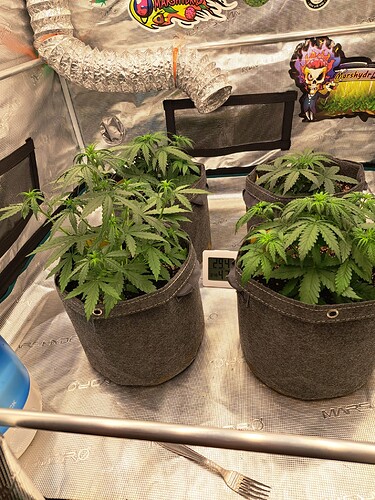 Growreport Bild 7