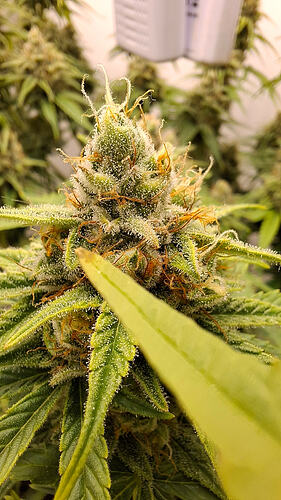 Growreport Bild 321