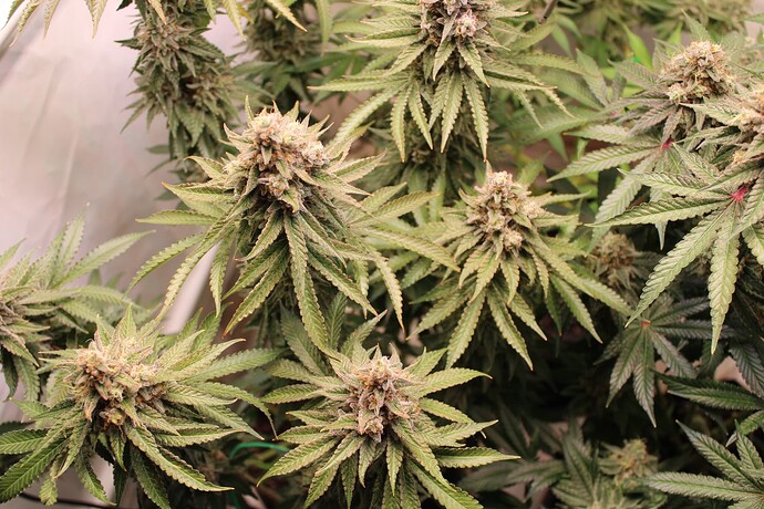 Growreport Bild 16