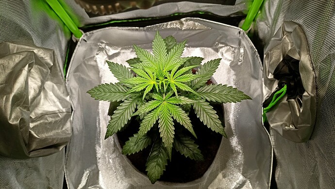 Growreport Bild 1