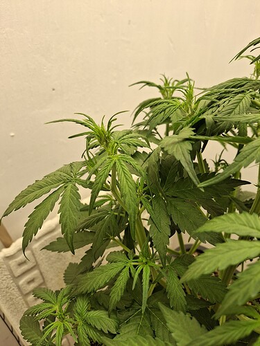 Growreport Bild 69