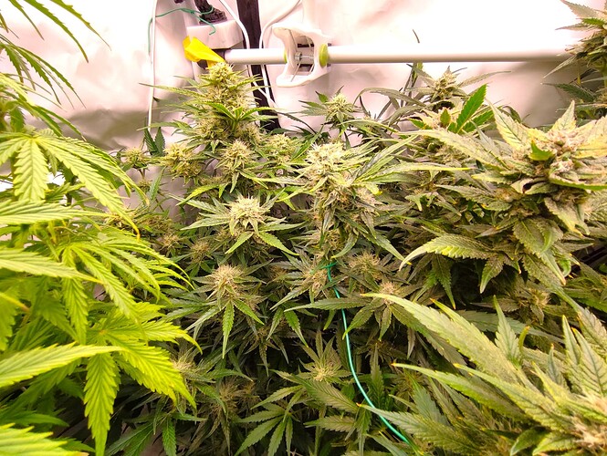 Growreport Bild 4