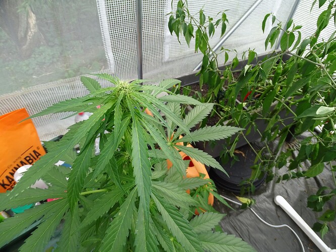 Growreport Bild 15