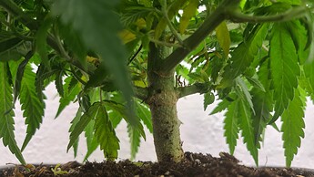 Growreport Bild 28